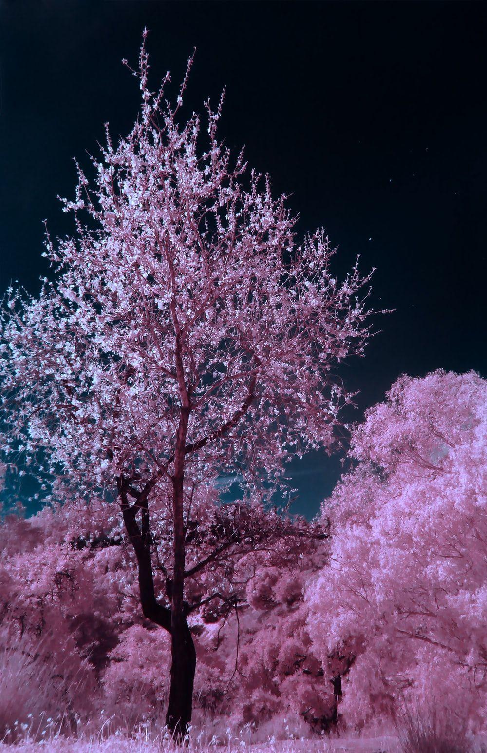Beautiful Pink Tree Wallpapers Top Free Beautiful Pink Tree