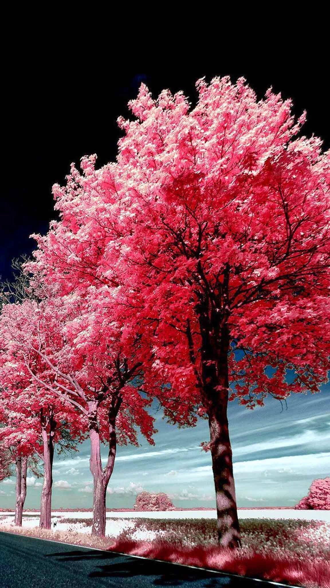 Pink Trees Wallpapers Top Free Pink Trees Backgrounds WallpaperAccess