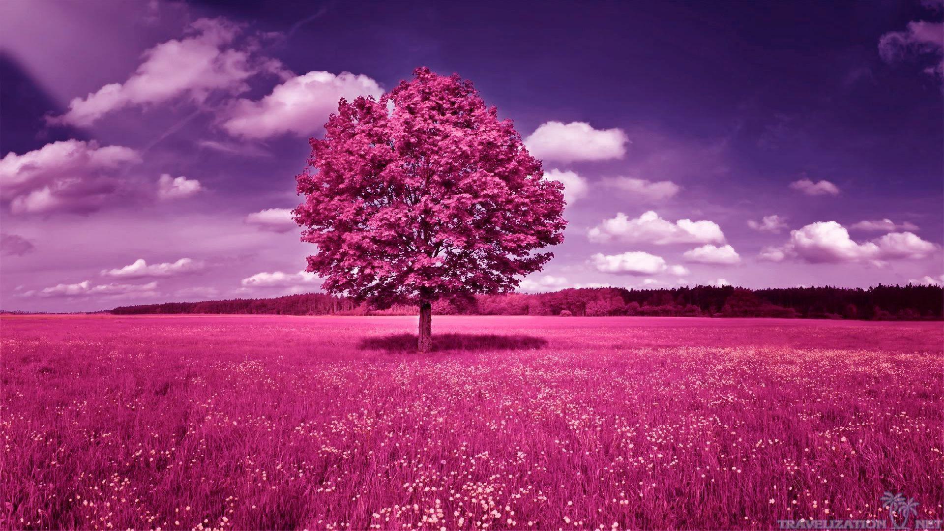 Pink Trees Wallpapers Top Free Pink Trees Backgrounds WallpaperAccess