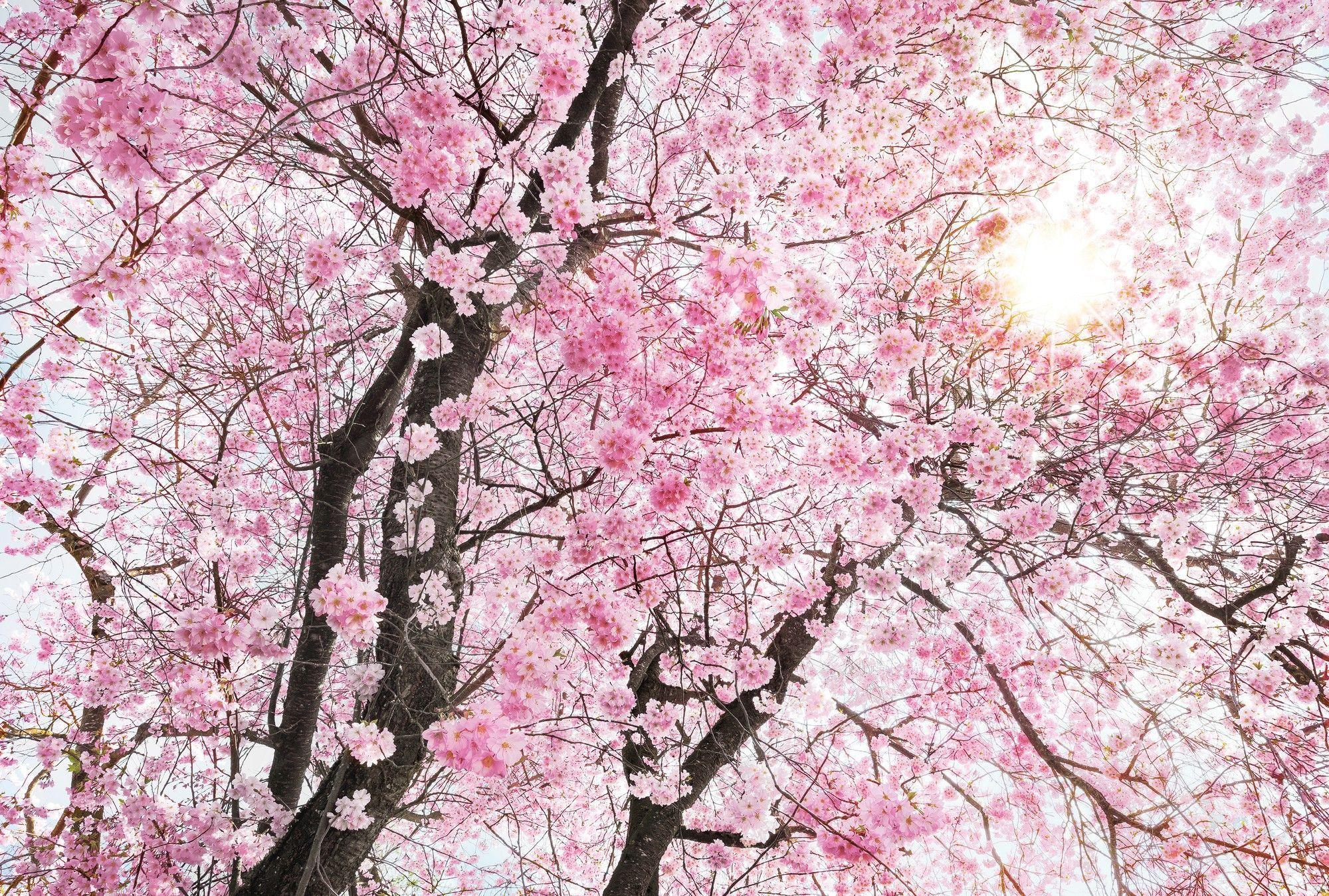 Pink Trees Wallpapers Top Free Pink Trees Backgrounds WallpaperAccess