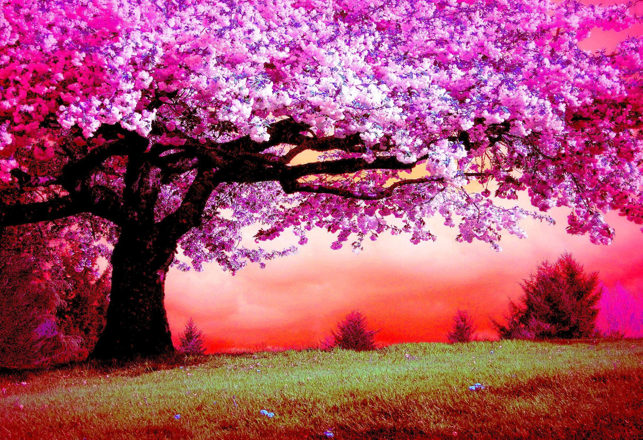 Pink Trees Wallpapers Top Free Pink Trees Backgrounds WallpaperAccess