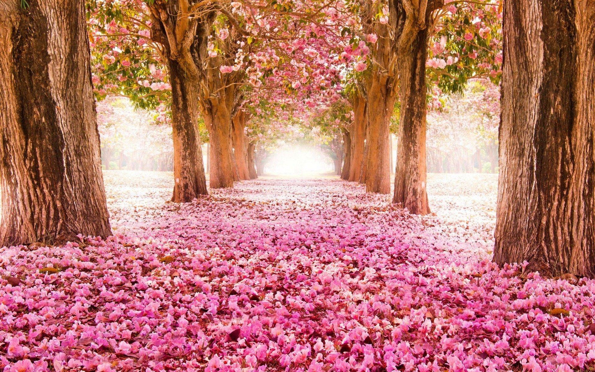 Pink Trees Wallpapers Top Free Pink Trees Backgrounds WallpaperAccess