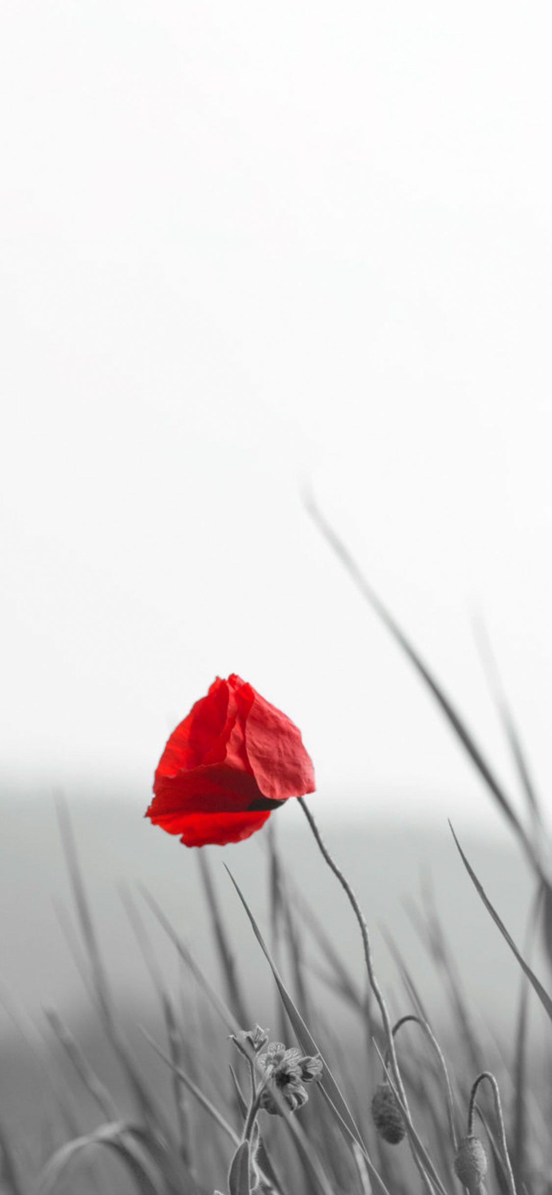 White iPhone 6 Wallpapers Top Free White iPhone 6 Backgrounds