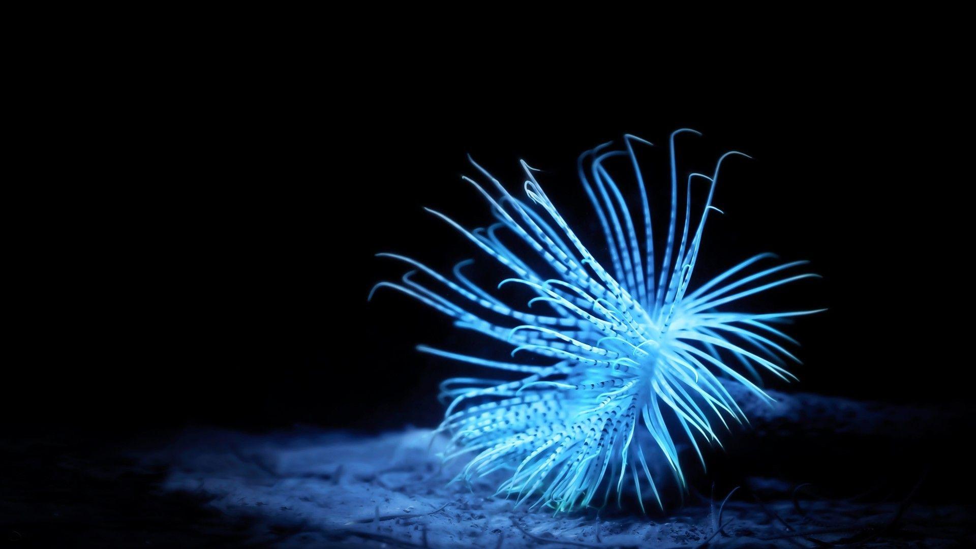 Dark Underwater Wallpapers Top Free Dark Underwater Backgrounds WallpaperAccess