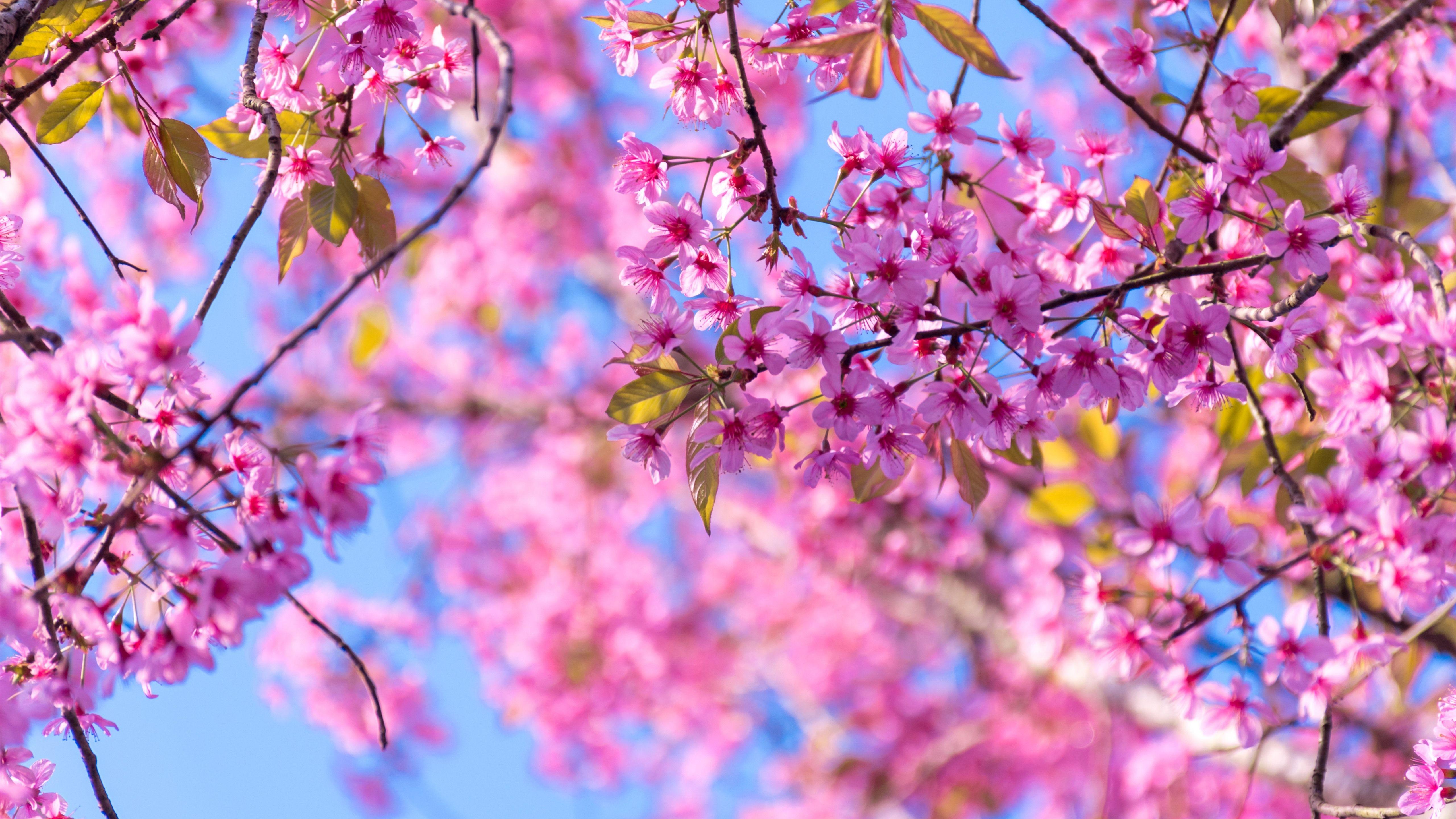 Beautiful Pink Tree Wallpapers Top Free Beautiful Pink Tree