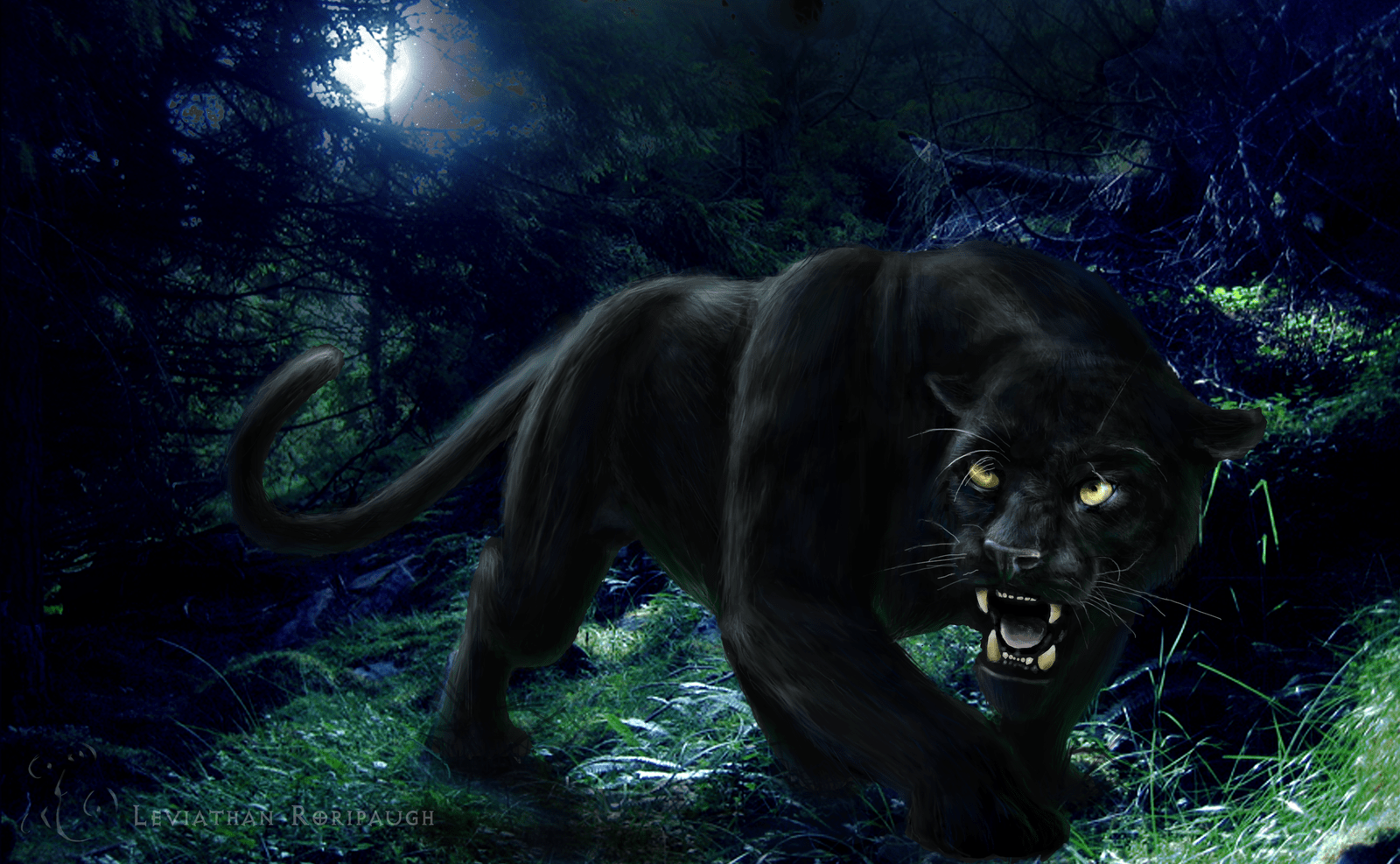 Cool Black Panther Animal Wallpapers Top Free Cool Black Panther
