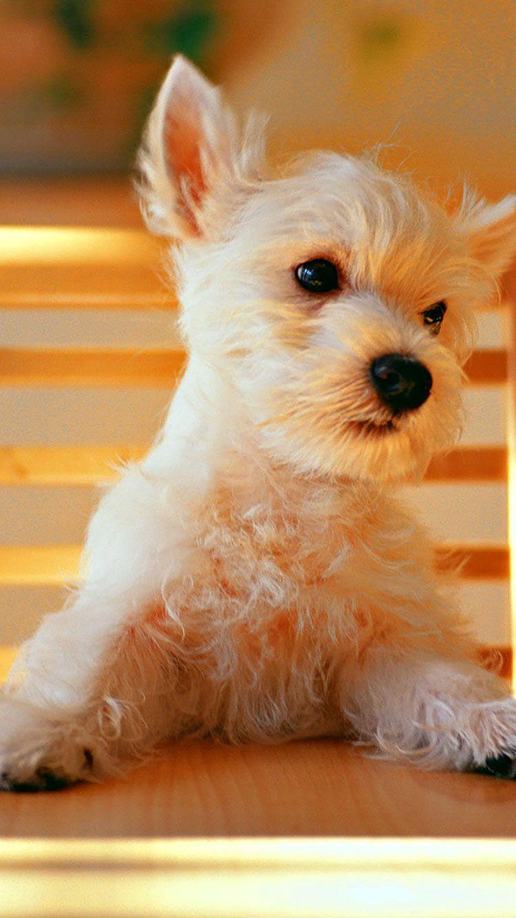 Cute Animal iPhone Wallpapers Top Free Cute Animal iPhone Backgrounds