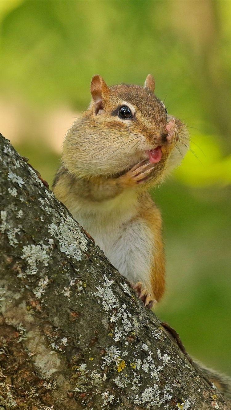 Cute Animal iPhone Wallpapers Top Free Cute Animal iPhone Backgrounds