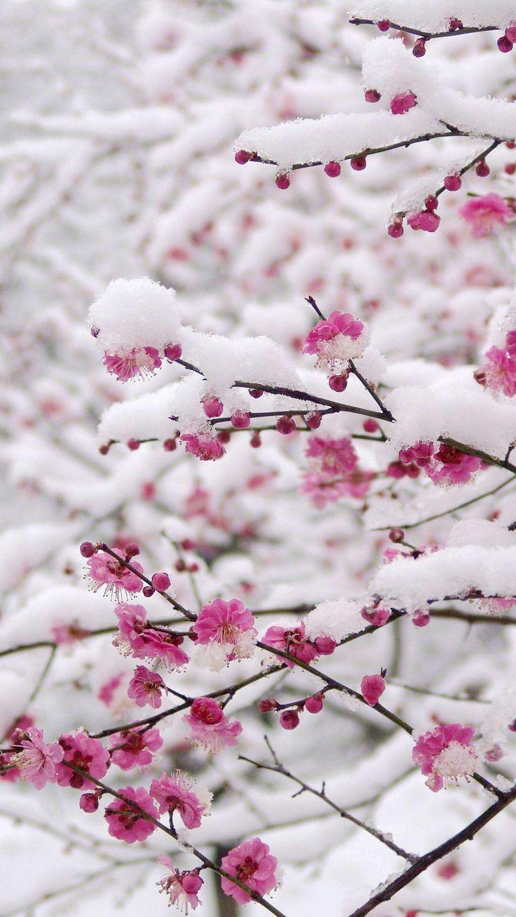 Winter Cherry Blossom Wallpapers Top Free Winter Cherry Blossom