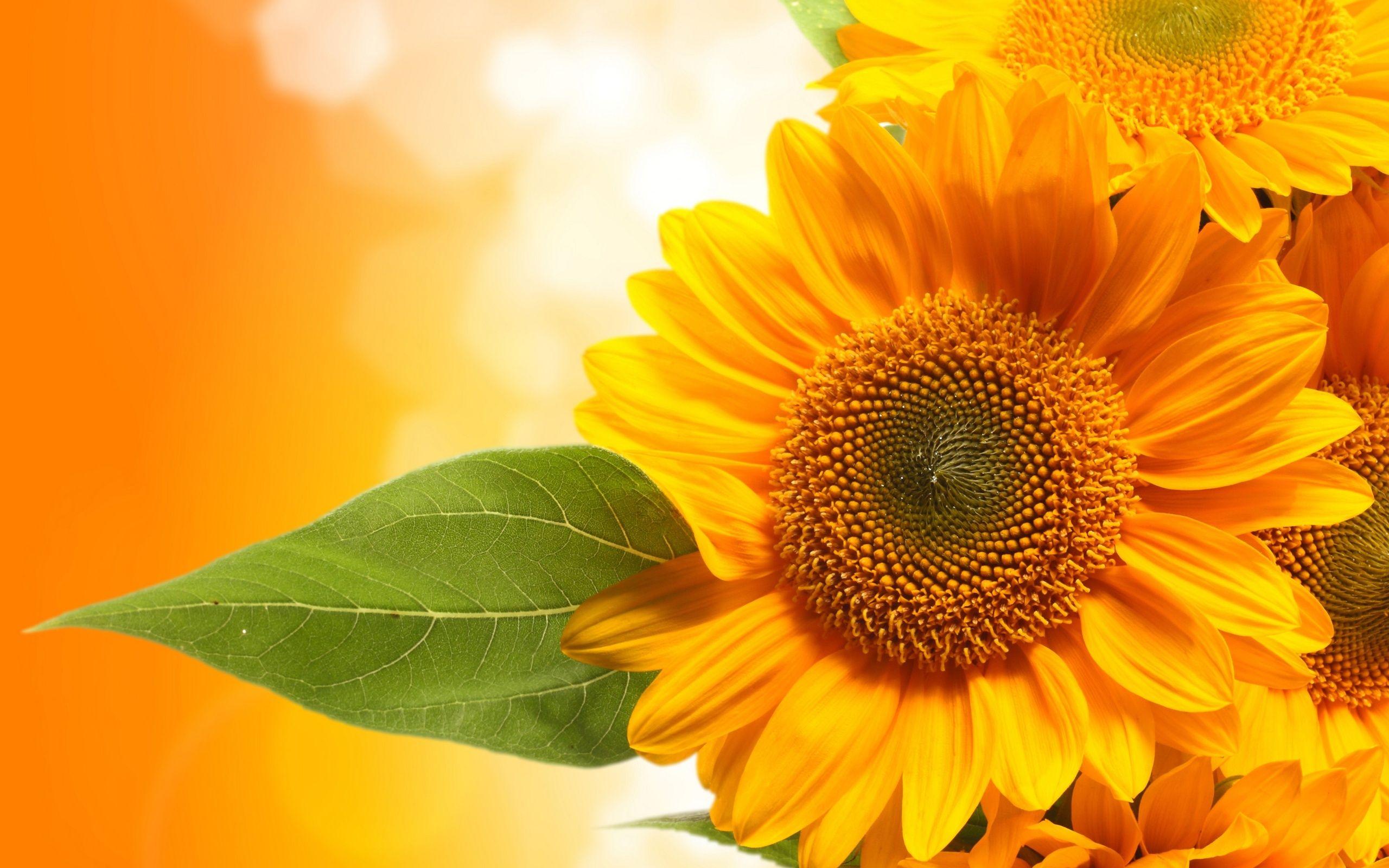 Beautiful Roses and Sunflower Wallpapers Top Free Beautiful Roses and