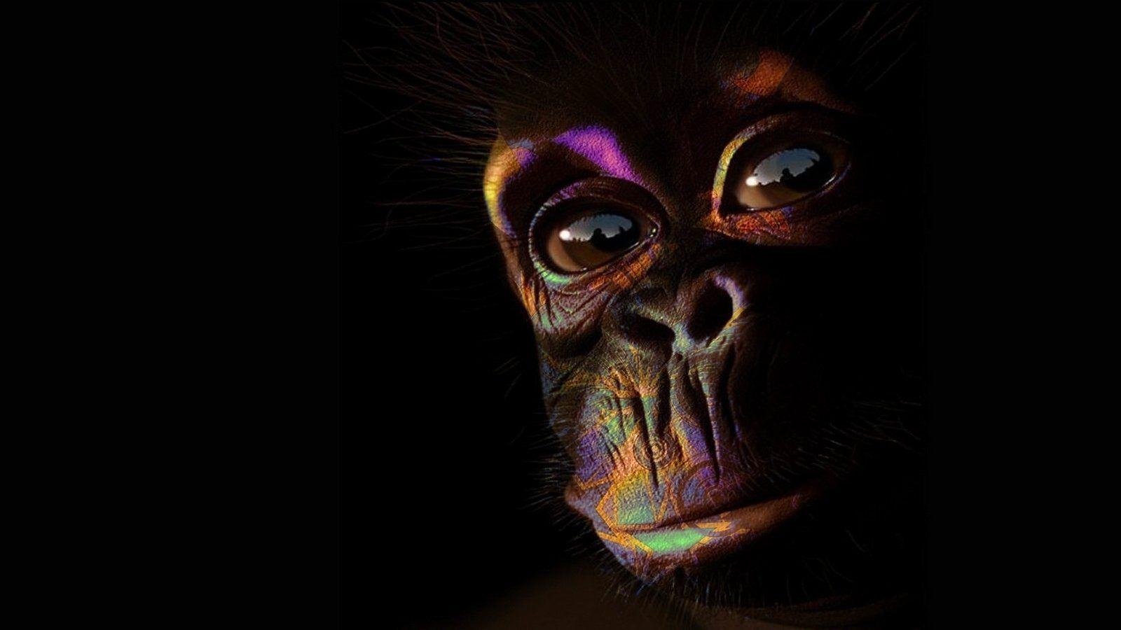 Three Monkeys Wallpaper / Monkey Iphone Wallpapers Top Free Monkey