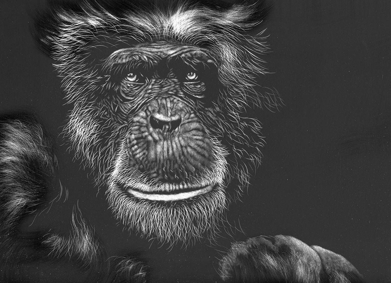 Monkey Art Wallpapers Top Free Monkey Art Backgrounds WallpaperAccess