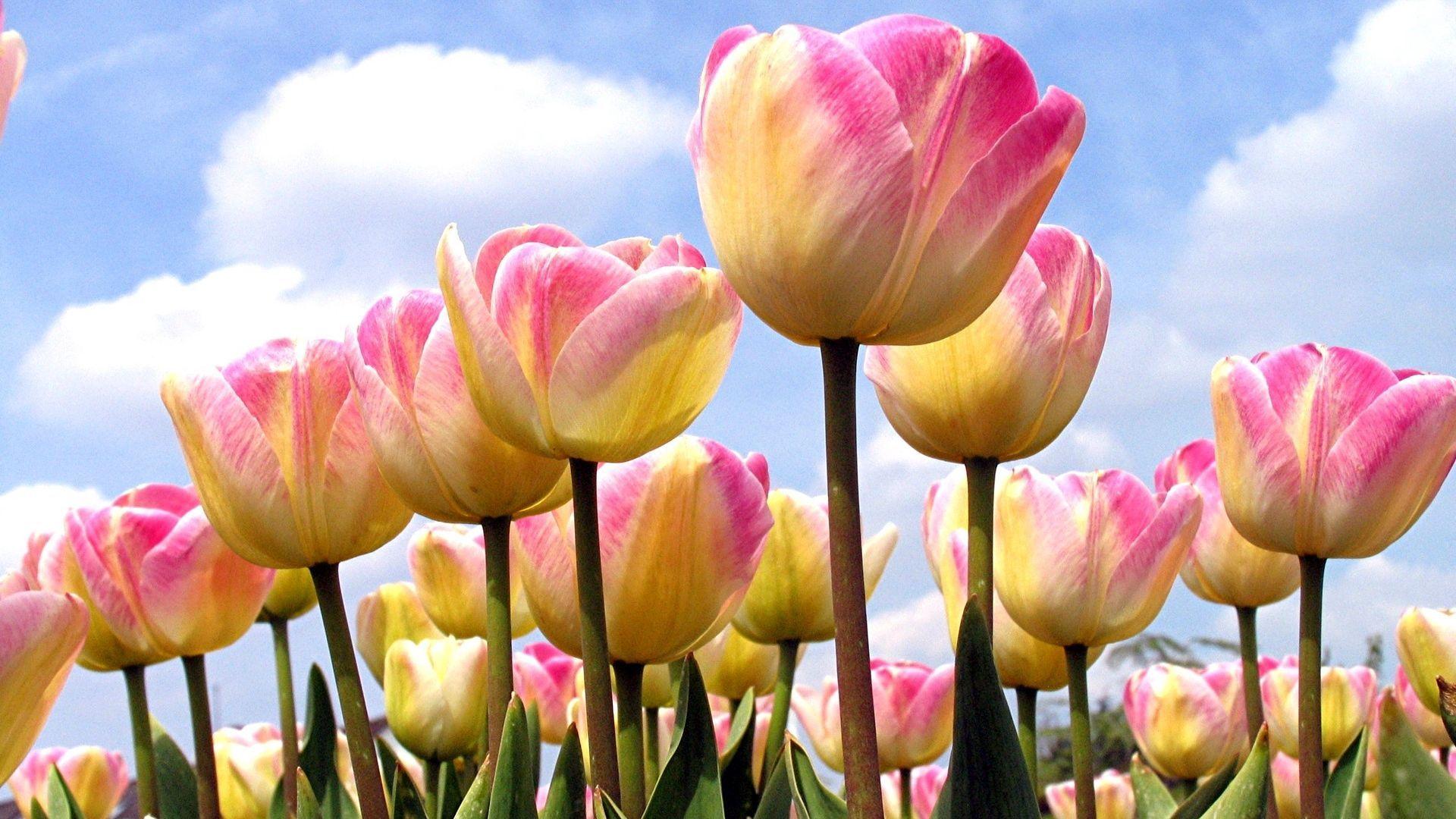 1920X1080 Tulips Wallpapers Top Free 1920X1080 Tulips Backgrounds