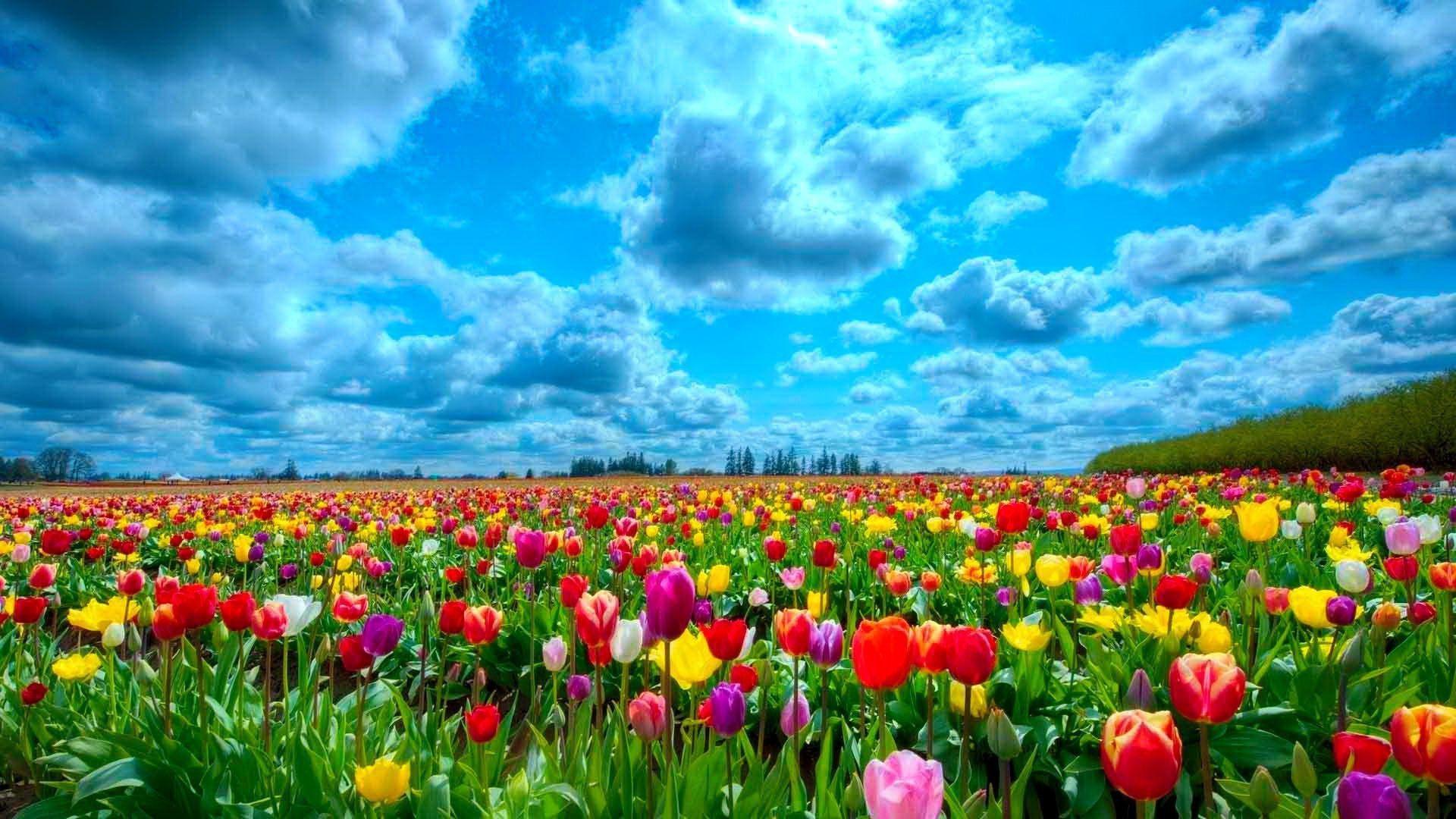 1920X1080 Tulips Wallpapers Top Free 1920X1080 Tulips Backgrounds