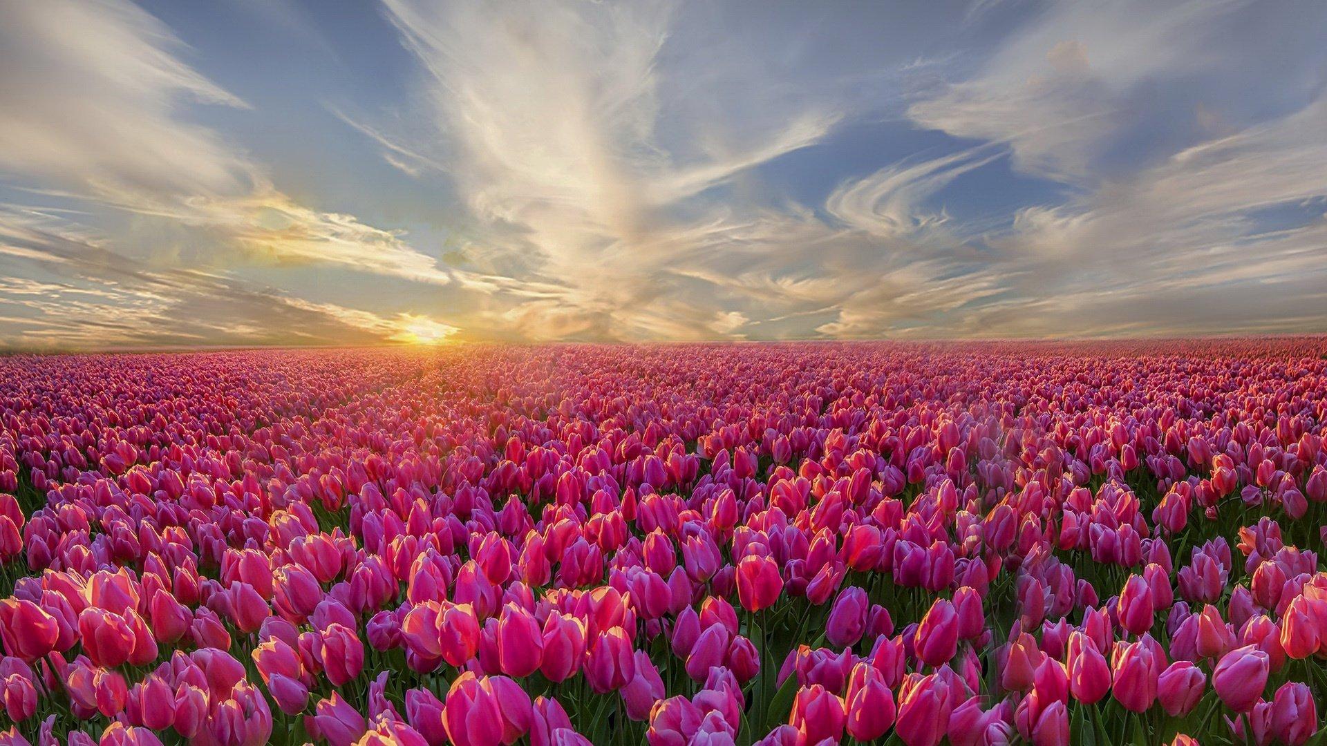 1920X1080 Tulips Wallpapers Top Free 1920X1080 Tulips Backgrounds