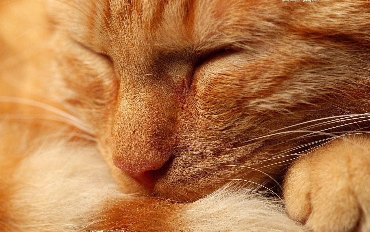 Orange Cat Wallpapers Top Free Orange Cat Backgrounds WallpaperAccess