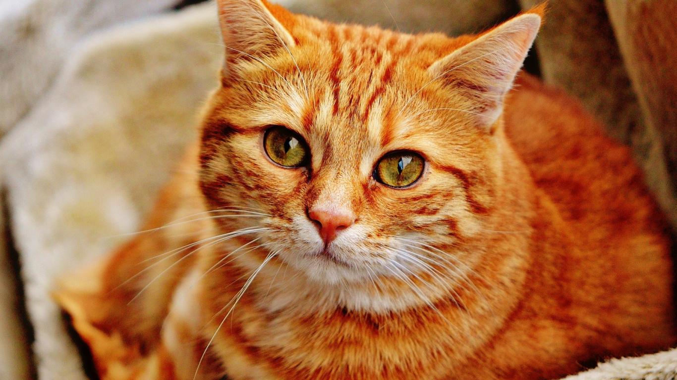 Orange Cat Wallpapers Top Free Orange Cat Backgrounds WallpaperAccess