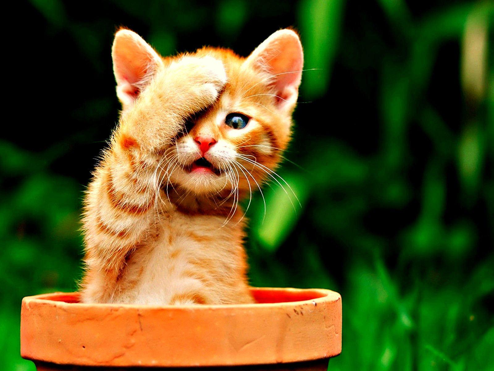 Orange Cat Wallpapers Top Free Orange Cat Backgrounds WallpaperAccess
