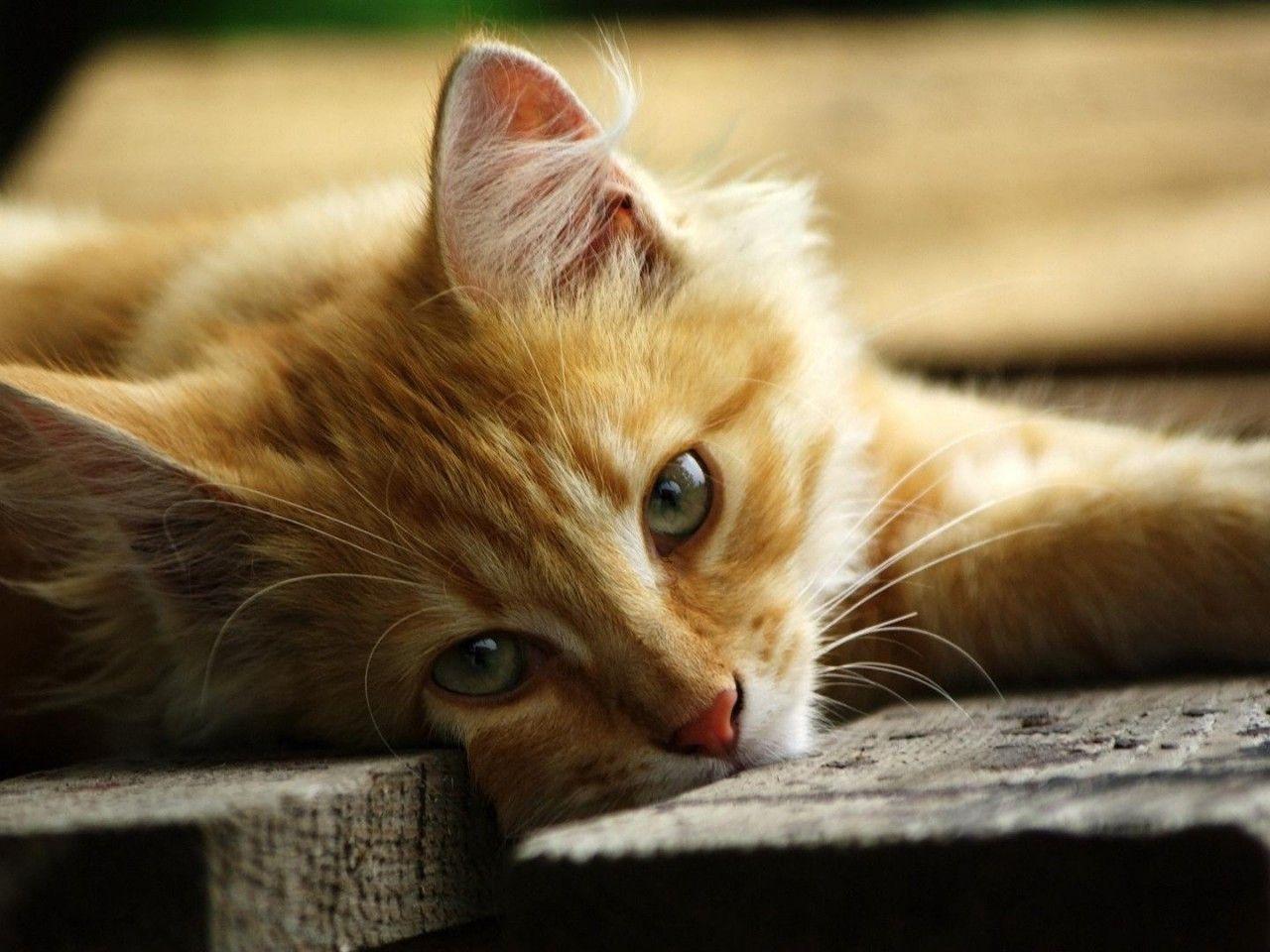 Orange Cat Wallpapers Top Free Orange Cat Backgrounds WallpaperAccess