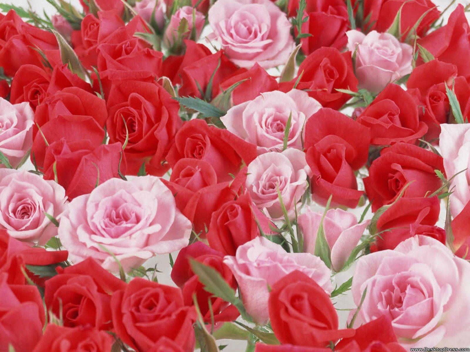 Red and Pink Flowers Wallpapers Top Free Red and Pink Flowers
