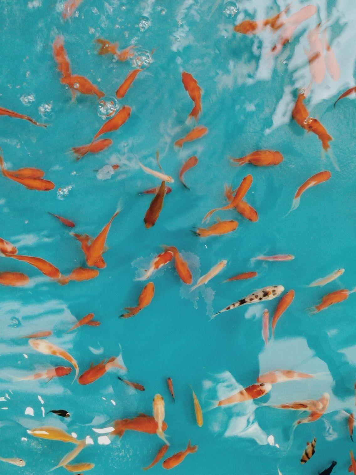 Orange and Teal Wallpapers Top Free Orange and Teal Backgrounds WallpaperAccess