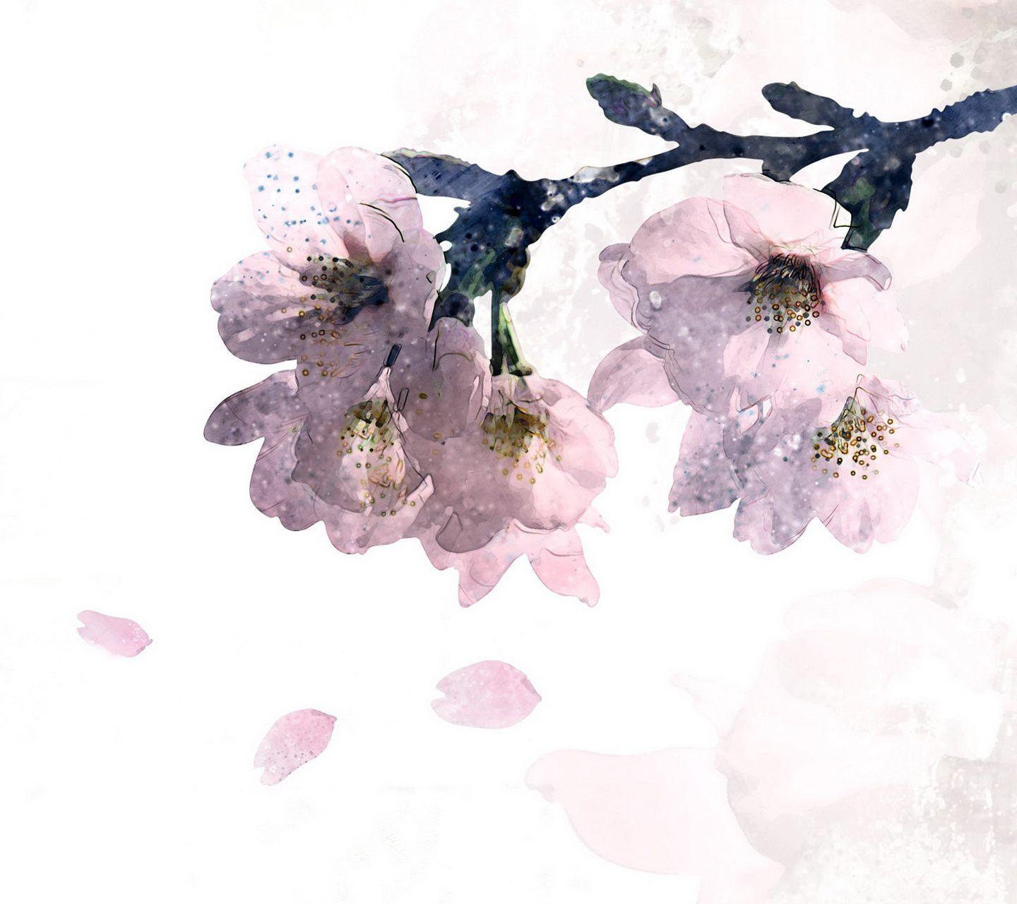 Korean Flower Wallpapers Top Free Korean Flower Backgrounds
