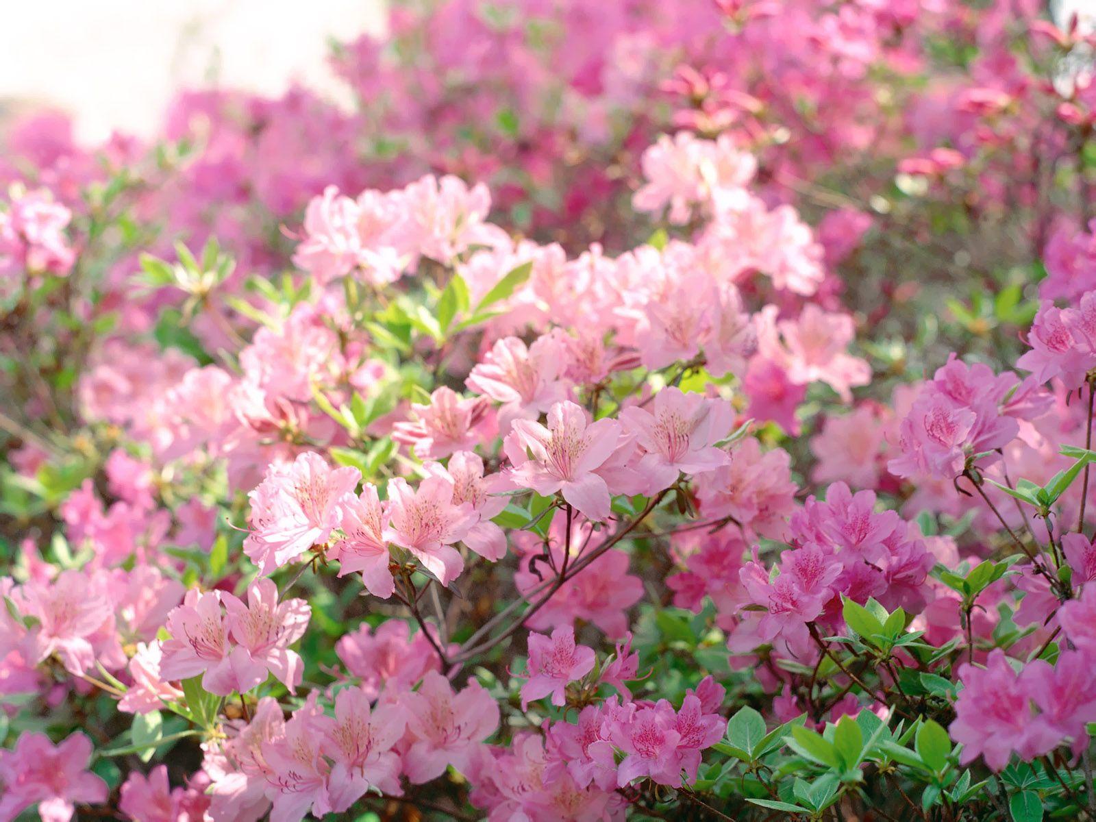 Korean Flower Wallpapers Top Free Korean Flower Backgrounds