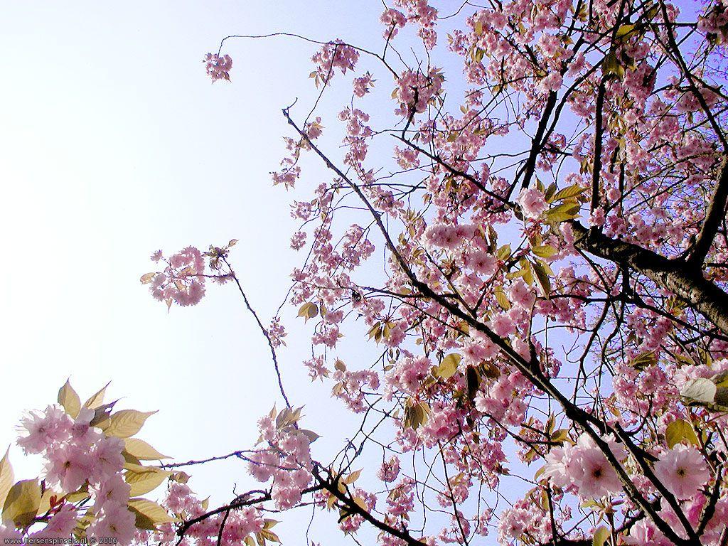 Korean Flower Wallpaper GAMBAR BUNGA