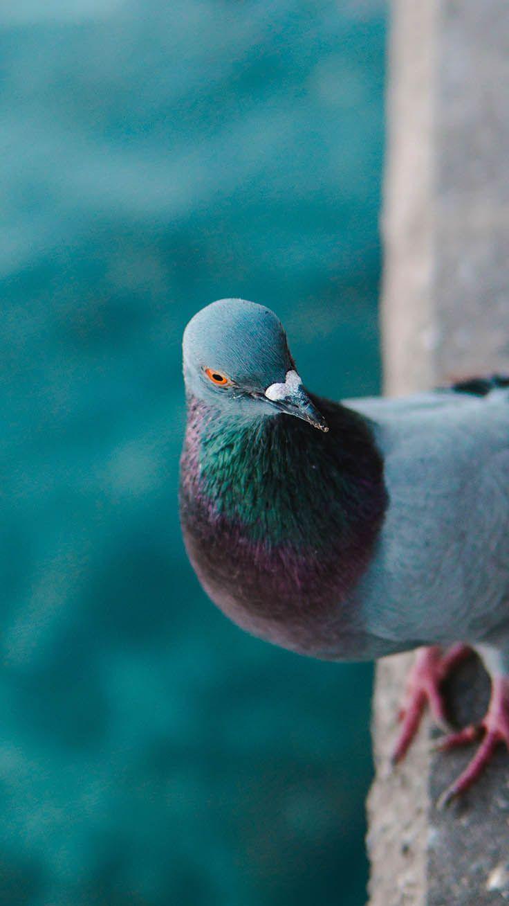 Bird iPhone Wallpapers Top Free Bird iPhone Backgrounds WallpaperAccess