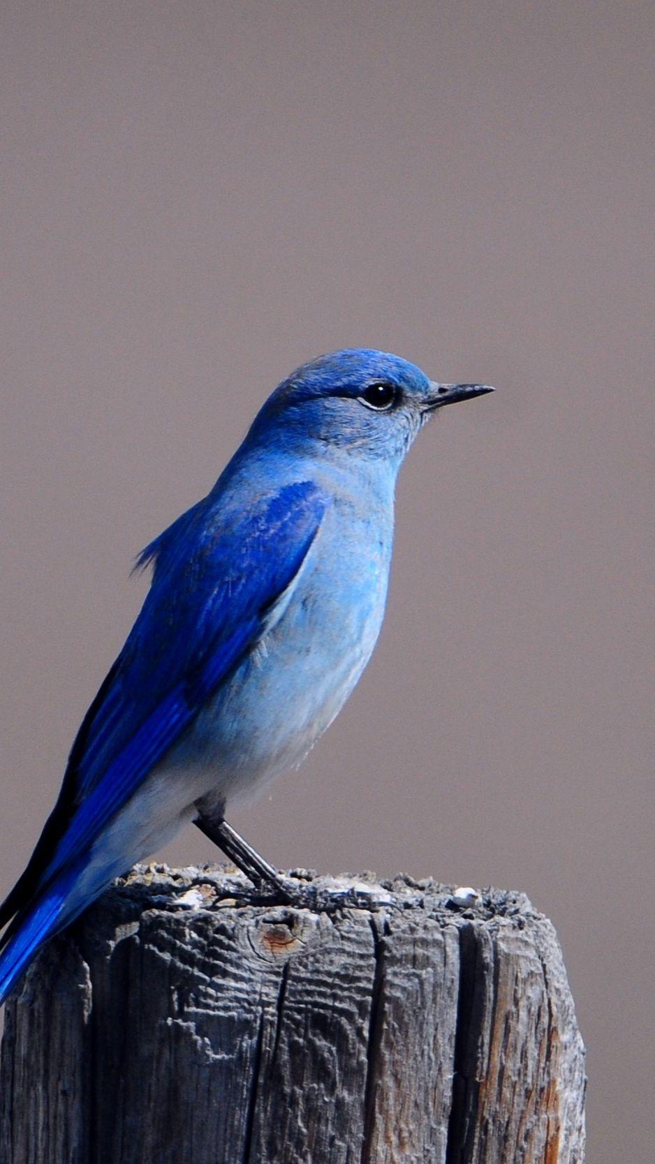 Bird iPhone Wallpapers Top Free Bird iPhone Backgrounds WallpaperAccess