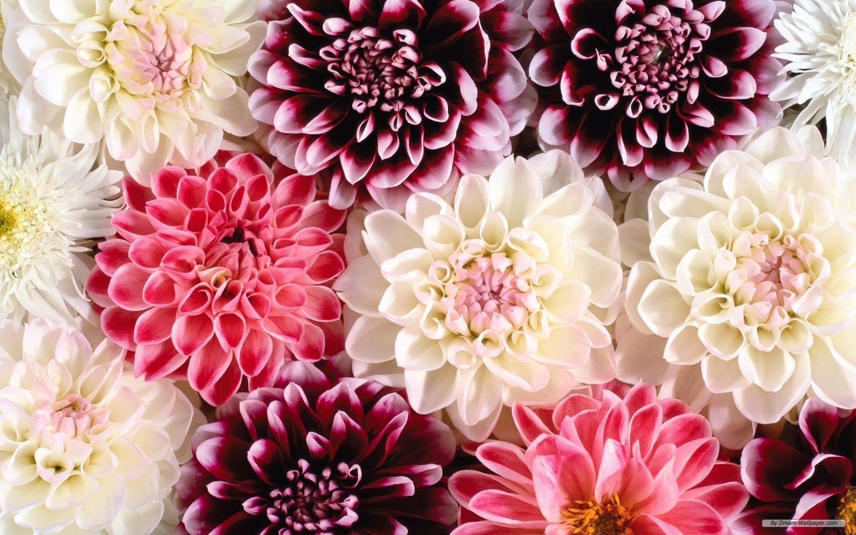 Elegant Floral Wallpapers Top Free Elegant Floral Backgrounds