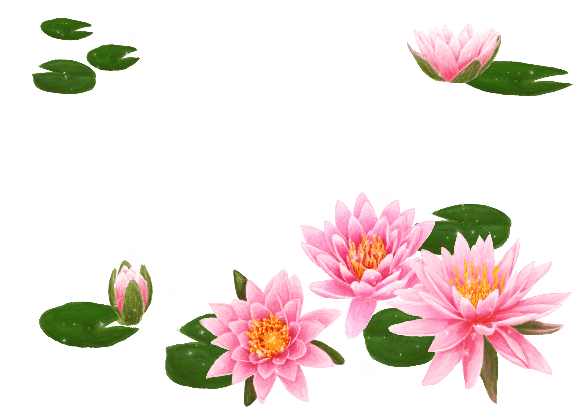 Korean Flower Wallpapers Top Free Korean Flower Backgrounds