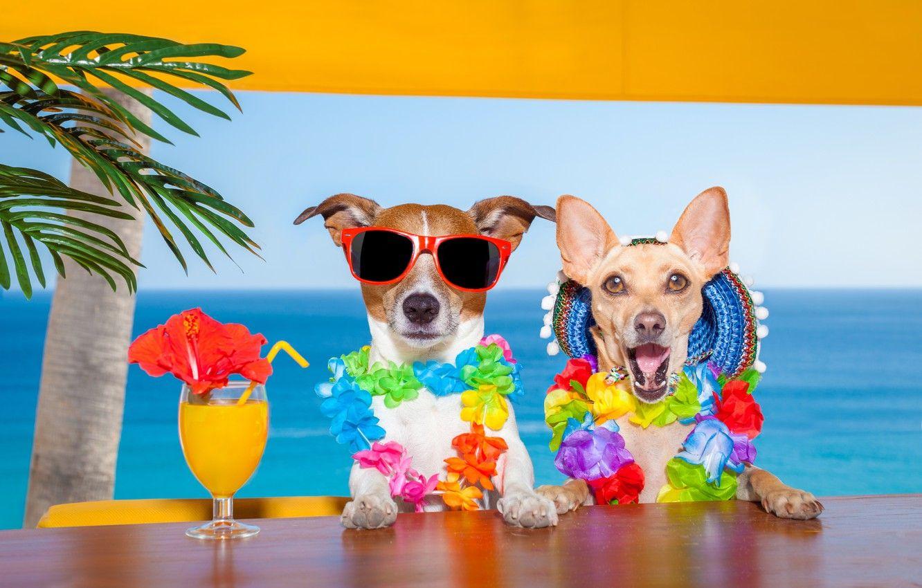 Summer Dog Wallpapers Top Free Summer Dog Backgrounds WallpaperAccess