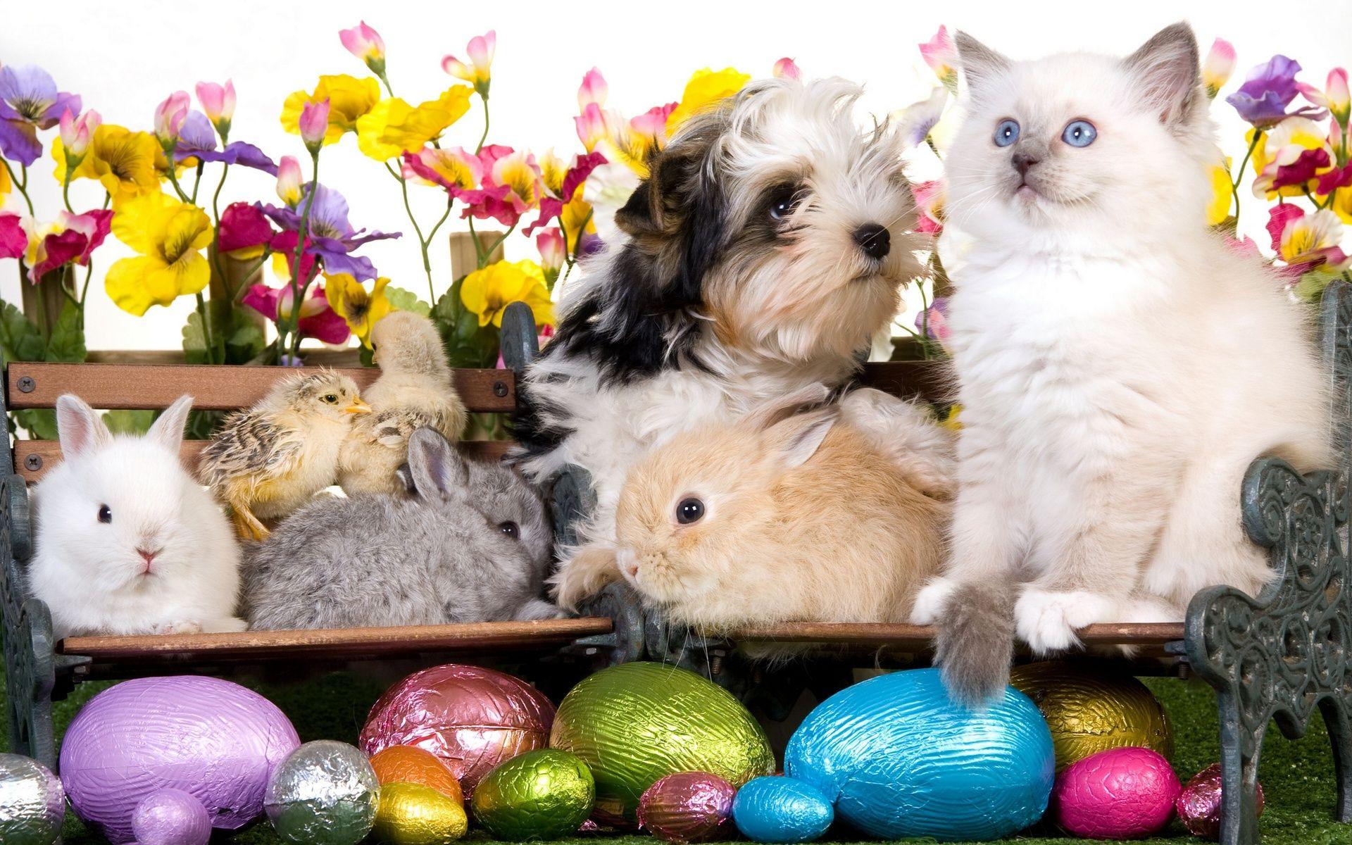 Easter Dog Wallpapers Top Free Easter Dog Backgrounds WallpaperAccess