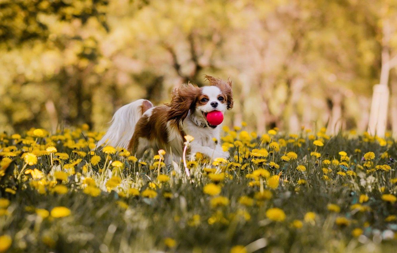 Summer Dog Wallpapers Top Free Summer Dog Backgrounds WallpaperAccess