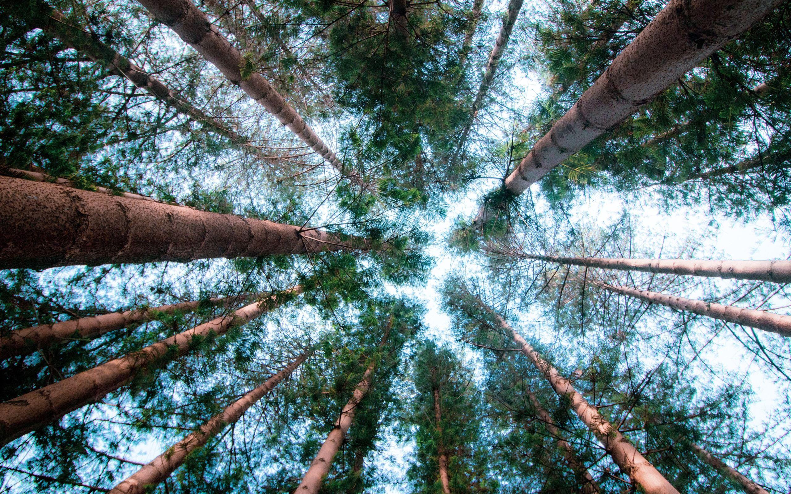 Tall Wallpapers Top Free Tall Backgrounds WallpaperAccess