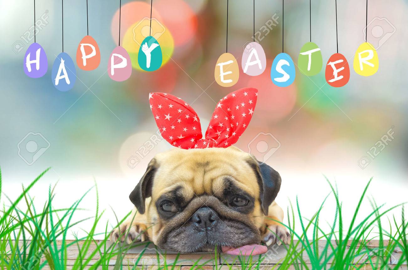 Easter Dog Wallpapers Top Free Easter Dog Backgrounds WallpaperAccess