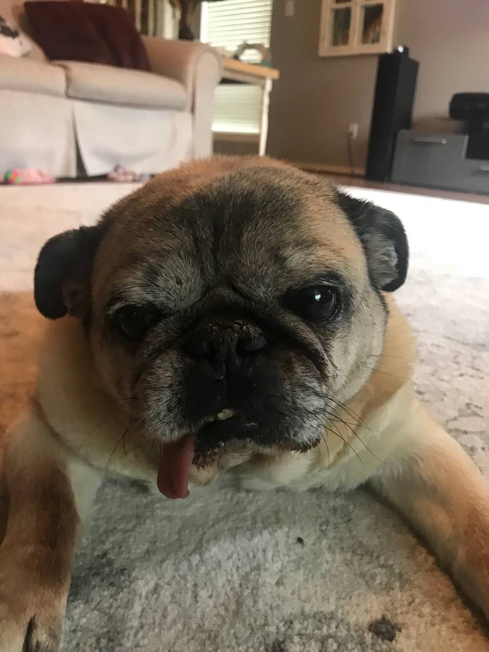 Doug the Pug Wallpapers Top Free Doug the Pug Backgrounds