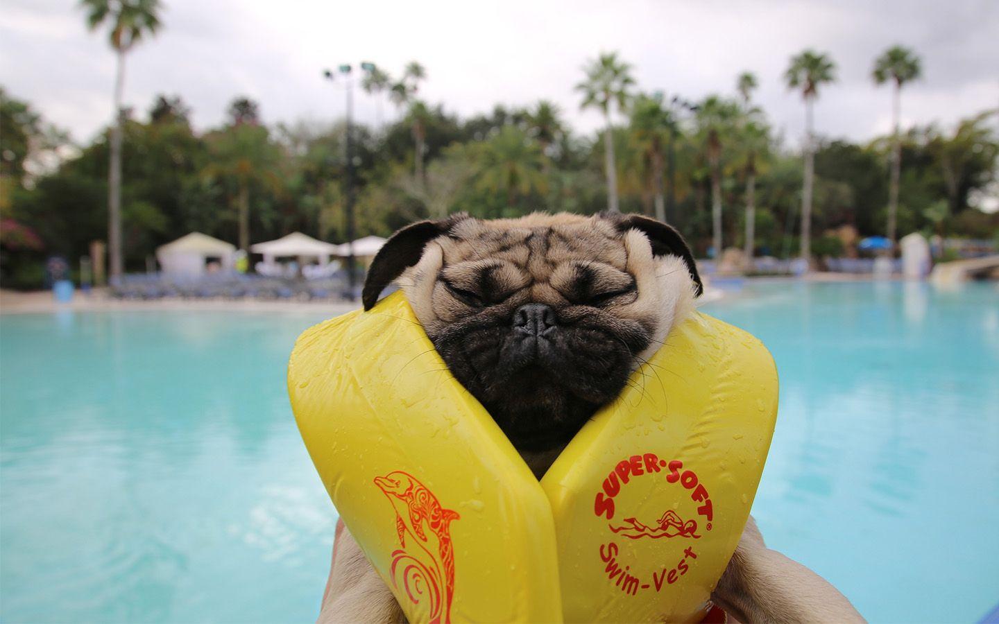 Doug the Pug Wallpapers Top Free Doug the Pug Backgrounds