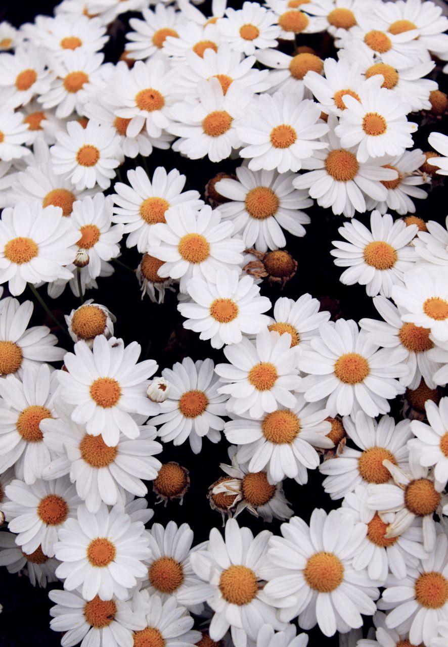 Daisy iPhone Wallpapers Top Free Daisy iPhone Backgrounds WallpaperAccess