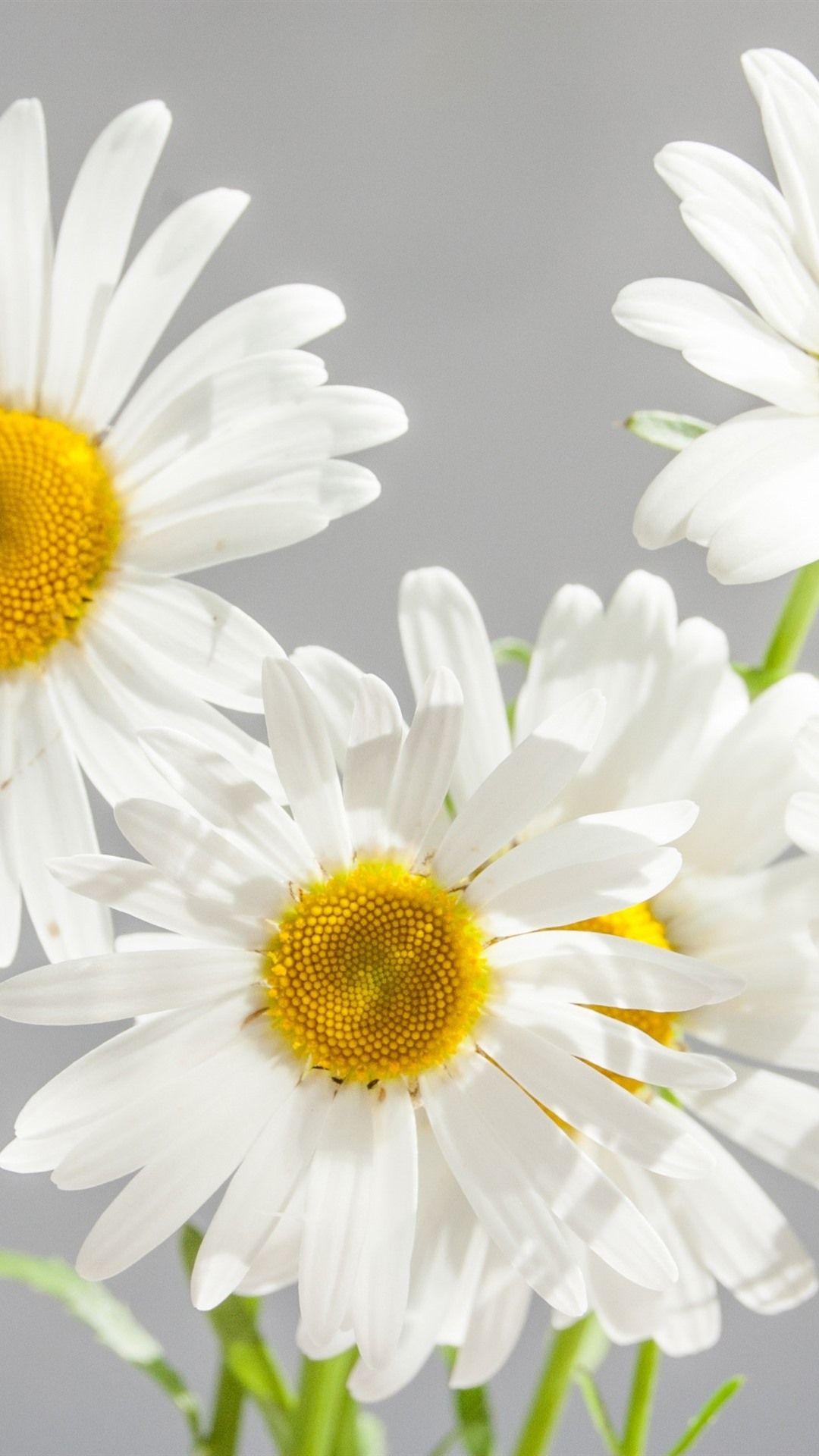 Daisy iPhone Wallpapers Top Free Daisy iPhone Backgrounds WallpaperAccess