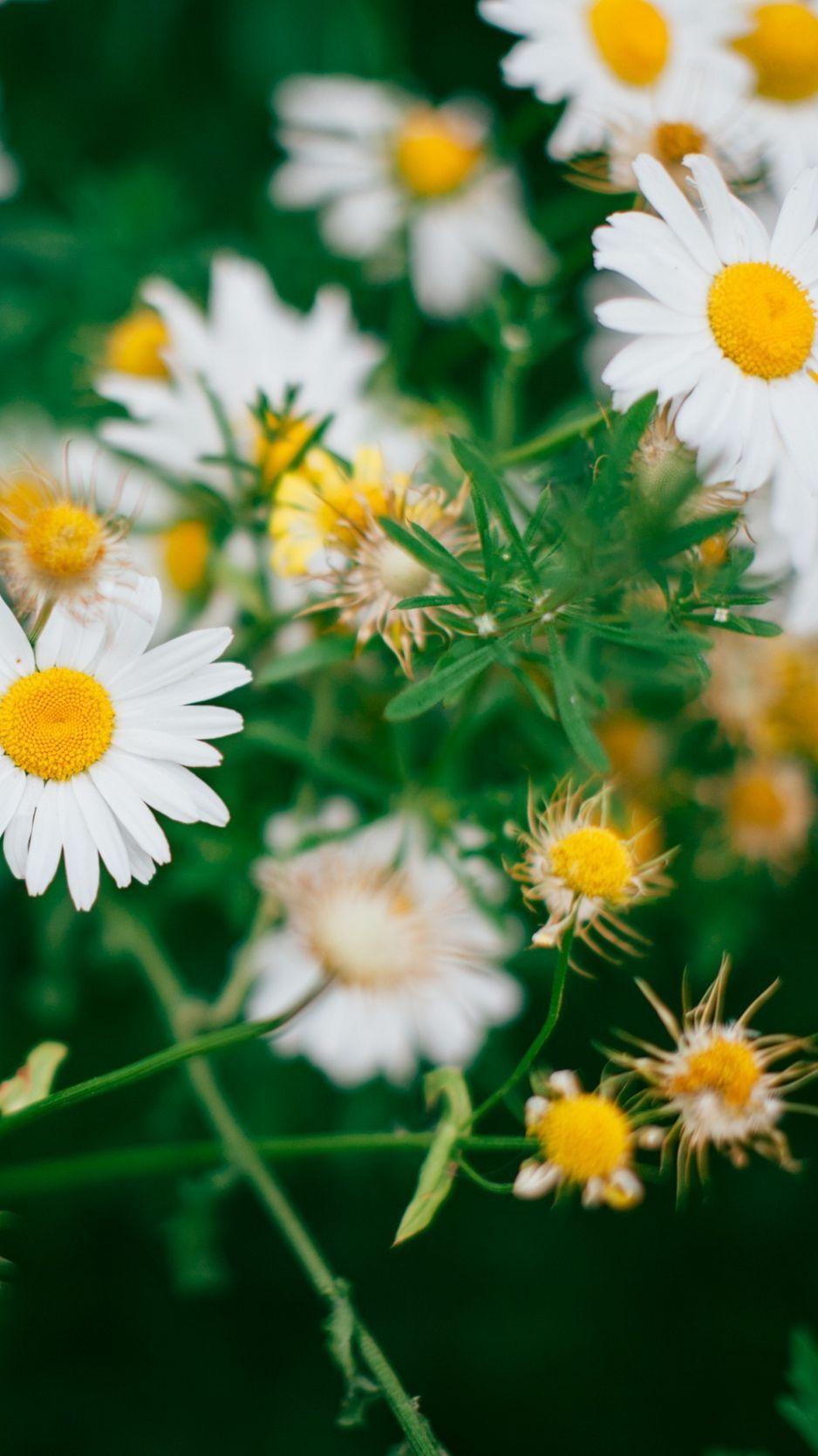 Daisy iPhone Wallpapers Top Free Daisy iPhone Backgrounds