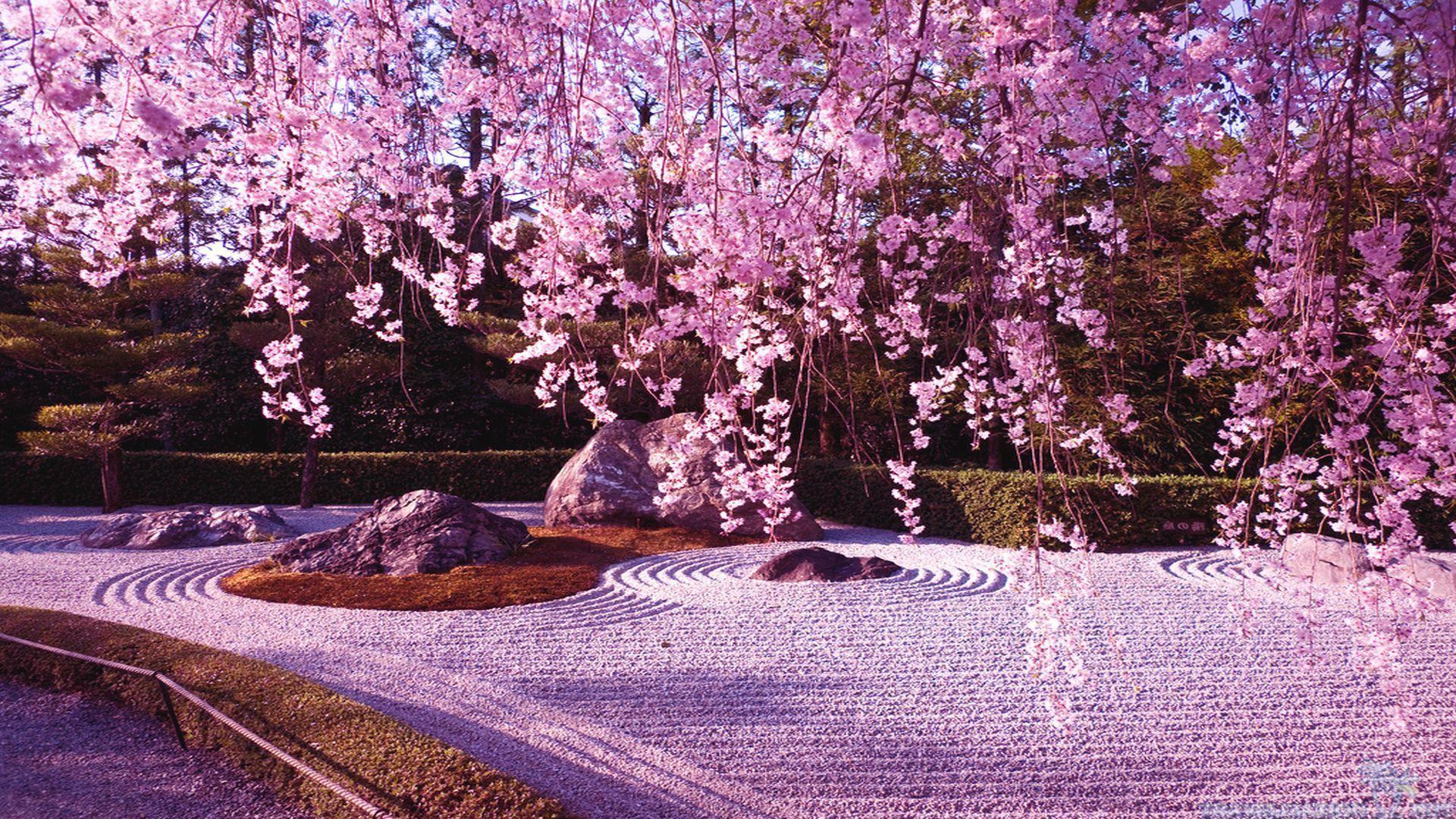 Japanese Garden Cherry Blossom Wallpapers Top Free Japanese Garden