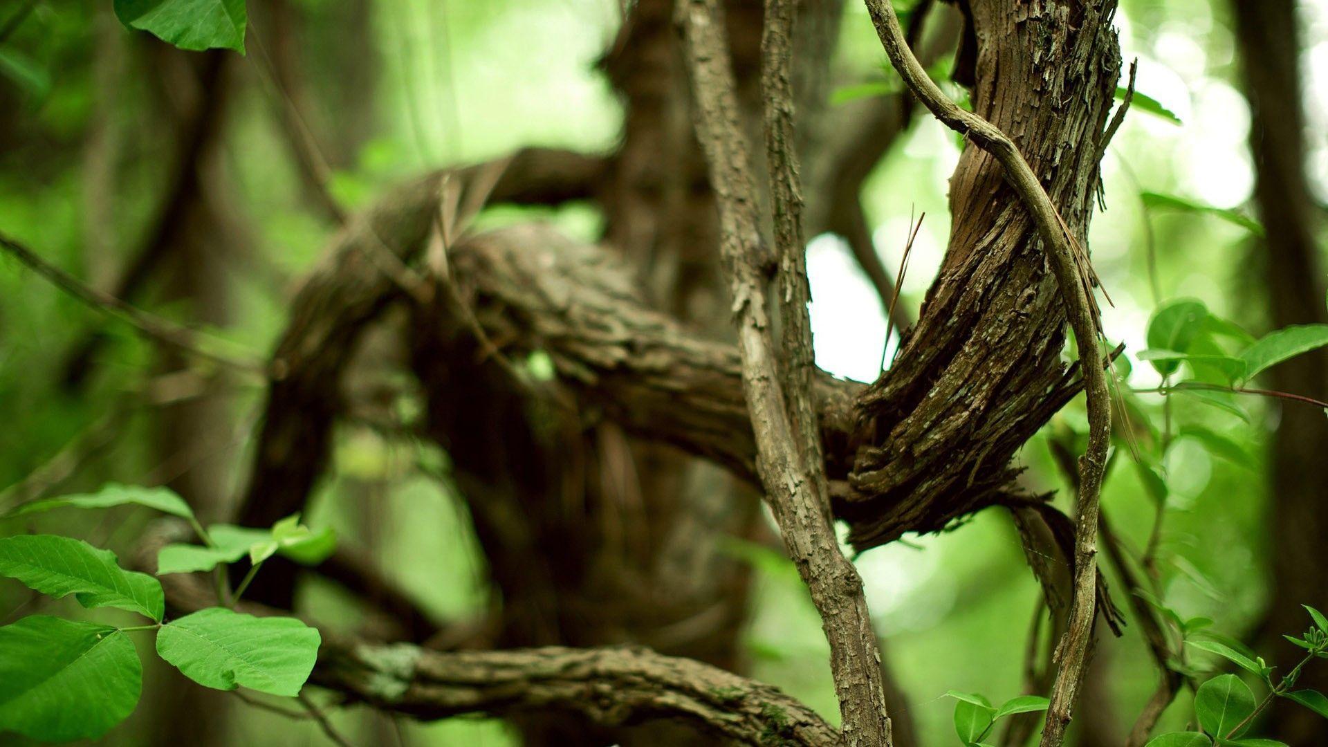 Tree Branch Wallpapers Top Free Tree Branch Backgrounds WallpaperAccess