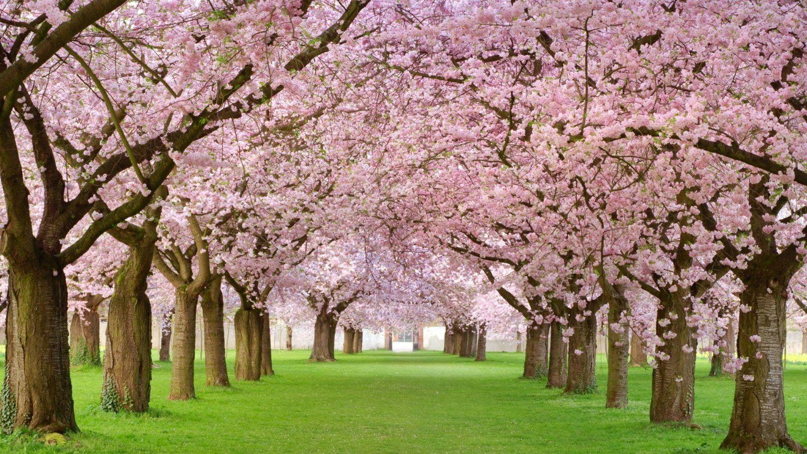 Japanese Cherry Blossom Wallpapers Top Free Japanese Cherry Blossom