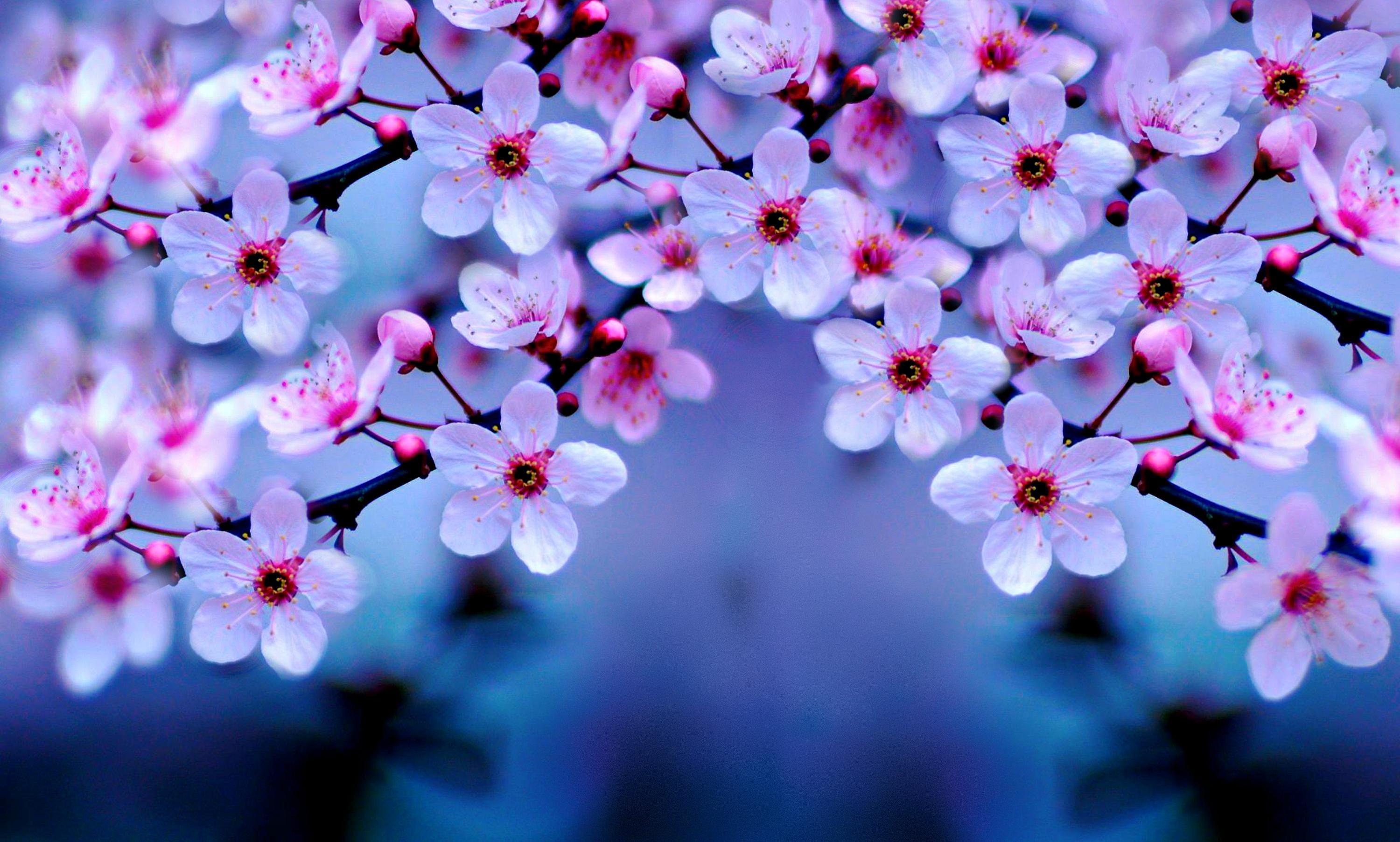 Cherry Blossom Wallpapers - Top Free Cherry Blossom Backgrounds -  Wallpaperaccess