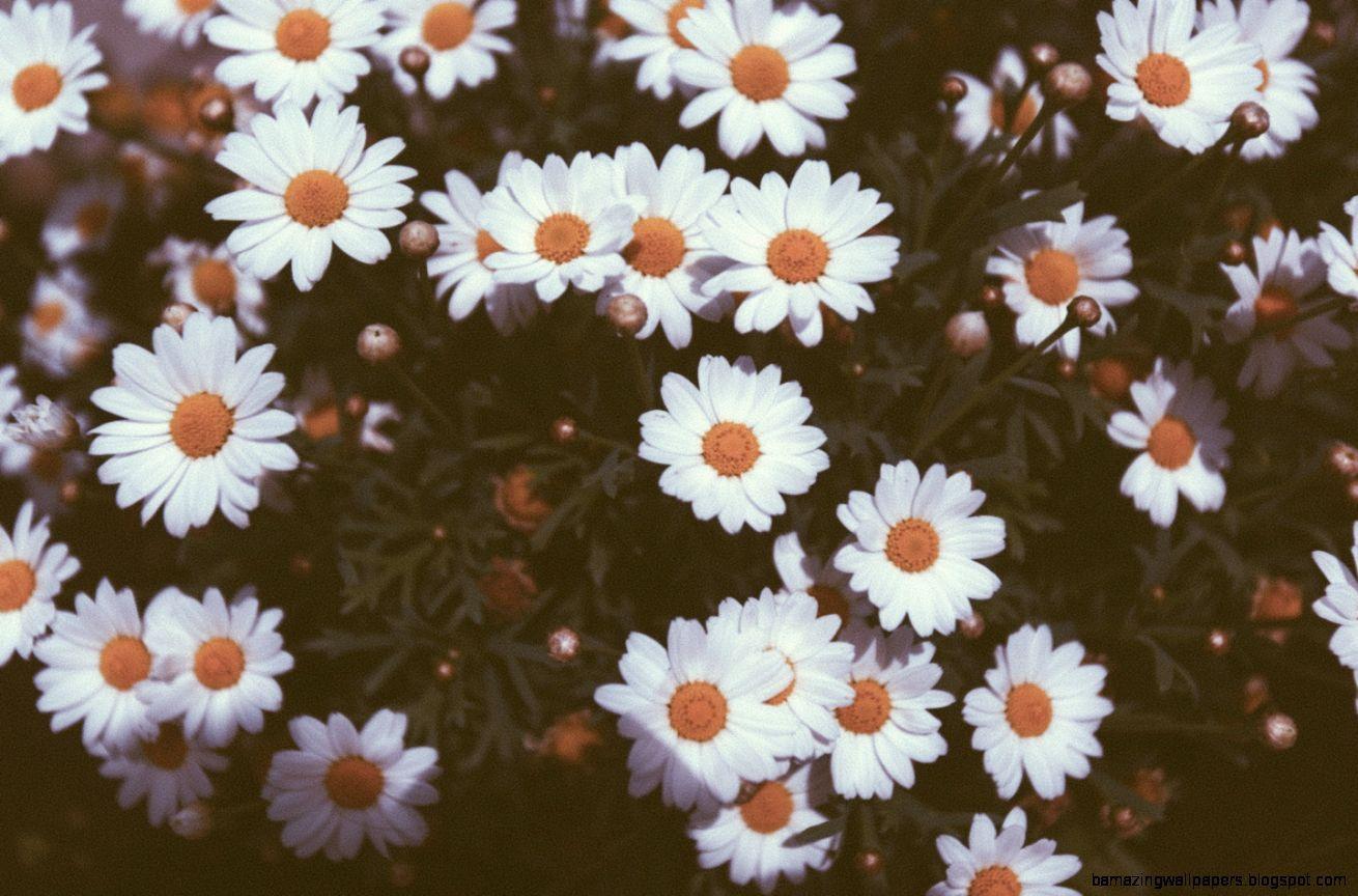 Vintage Daisy Wallpapers Top Free Vintage Daisy Backgrounds