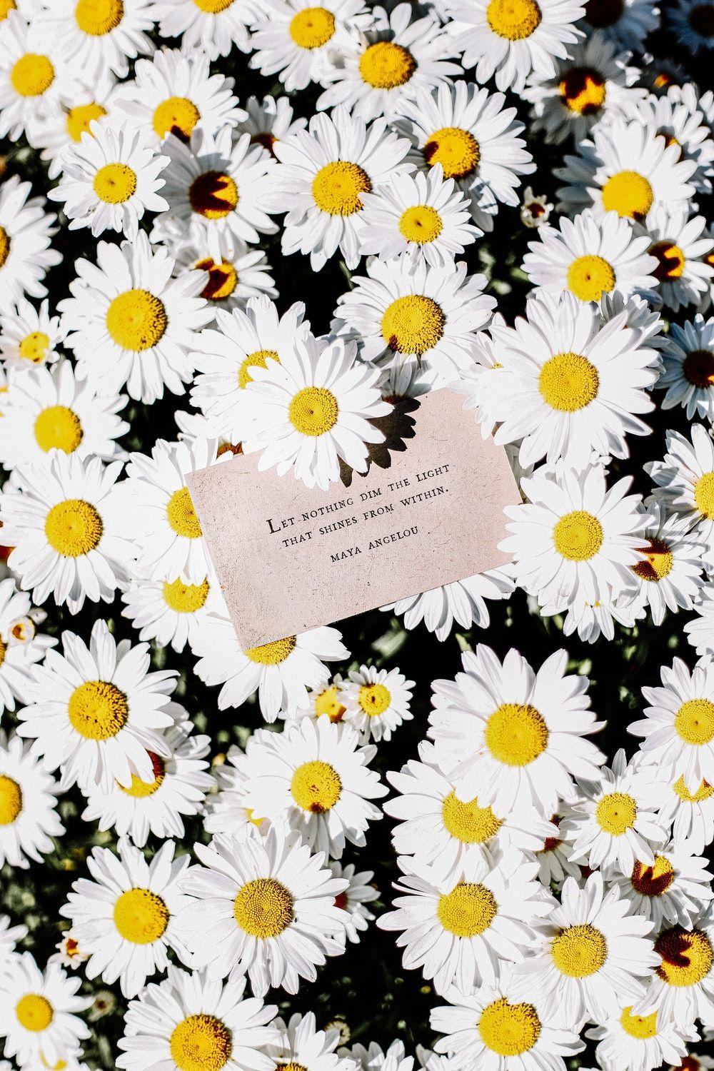 Aesthetic Daisy Wallpapers Top Free Aesthetic Daisy Backgrounds