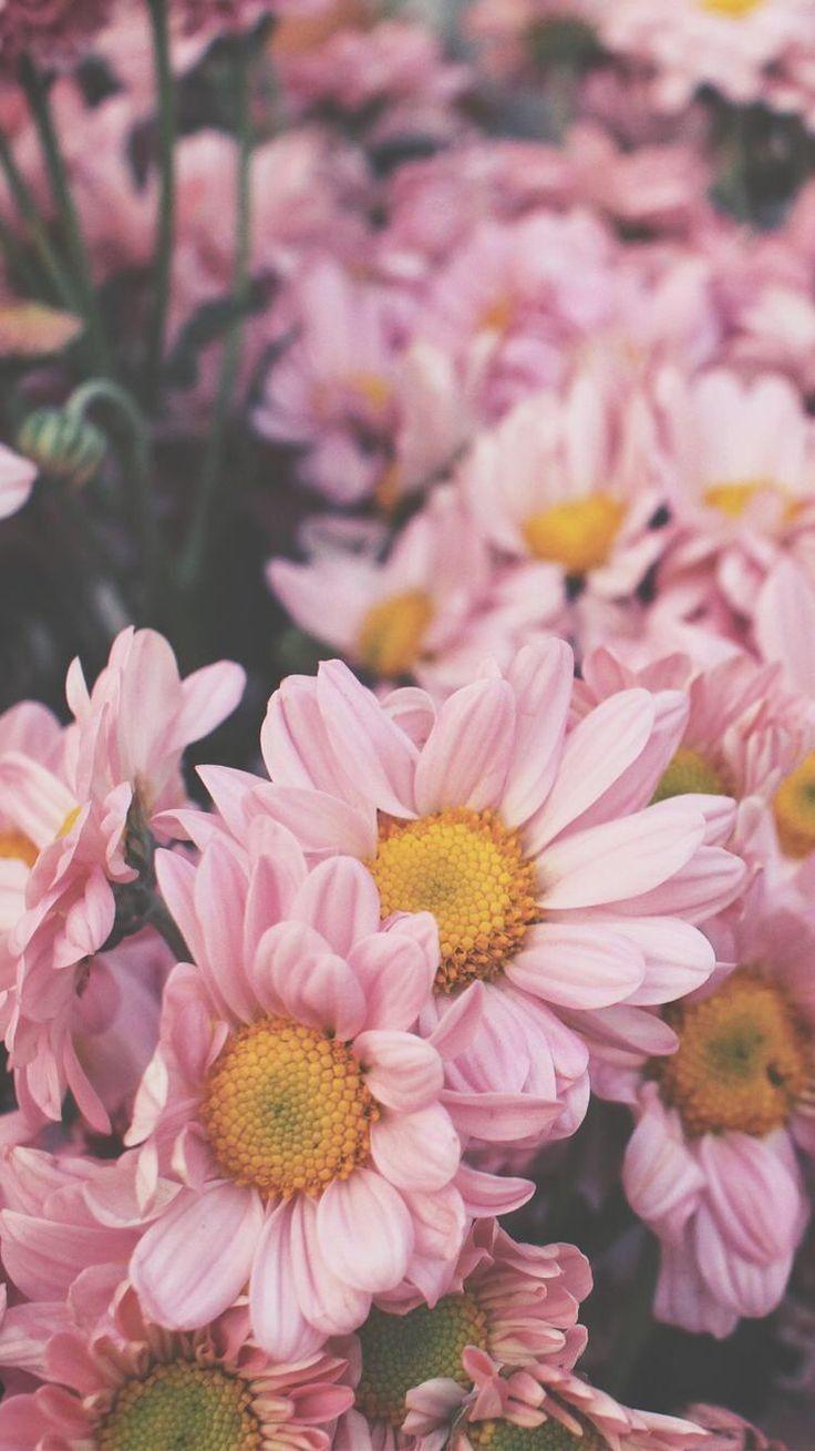 Vintage Daisy Wallpapers Top Free Vintage Daisy Backgrounds