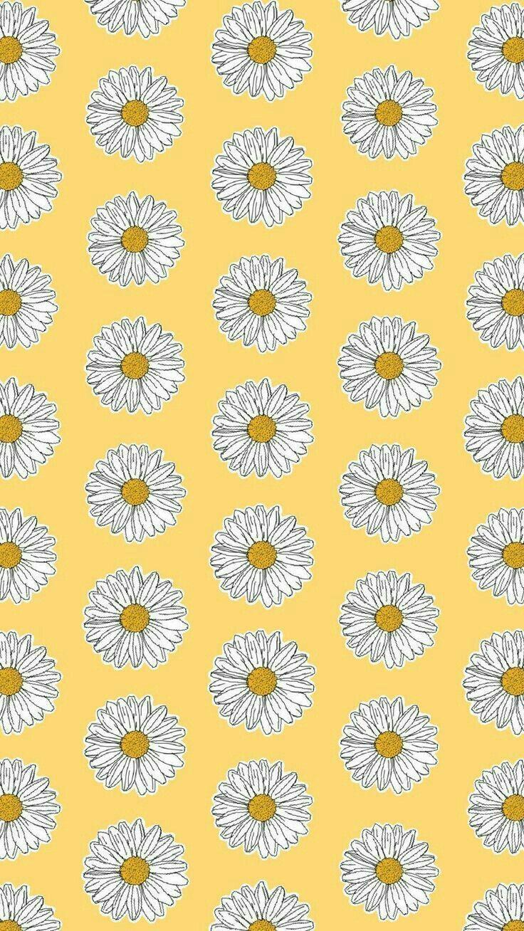 Yellow Daisy Wallpapers Top Free Yellow Daisy Backgrounds